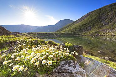 Summer blooms at Lej da Prastinaun, Arpiglia Valley (Val Arpiglia), Engadine Valley, Graubunden, Switzerland, Europe