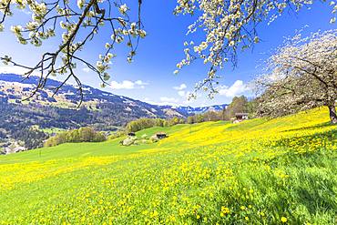 Spring blooms in Sankt Antonien, Prattigau valley, District of Prattigau/Davos, Canton of Graubunden, Switzerland, Europe