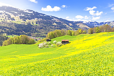 Spring blooms in Sankt Antonien, Prattigau valley, District of Prattigau/Davos, Canton of Graubunden, Switzerland, Europe