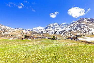 Flowering of crocus at Alp Flix, Sur, Surses, Parc Ela, Region of Albula, Canton of Graubunden, Switzerland, Europe