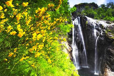 Mimosa flowering at the Cascata del Salto (Waterfall of Maggia), Maggia, Valle Maggia, Canto of Ticino, Switzerland, Europe