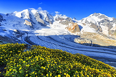 Summer flowers above the Vedret Pers Glacier, Diavolezza Refuge, Bernina Pass, Engadine, Graubunden, Switzerland, Europe