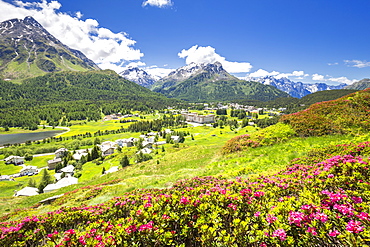 Rhododendrons in flower with Maloja Pass in the background, Maloja Pass, Engadine, Graubunden, Switzerland, Europe