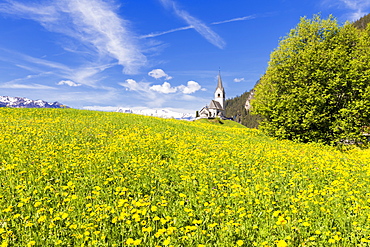 Summer flowers and traditional church of Davos Wiesen, Parc Ela, Prettigau/Davos, Graubunden, Switzerland, Europe