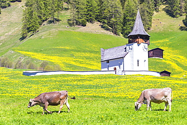 Cow grazing in front of the church of Davos Frauenkirch, Parc Ela, Prettigau/Davos, Graubunden, Switzerland, Europe