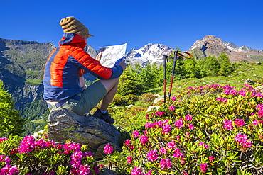 Tourist reading hiking map beside rhododendron flowers, Mount Scermendone, Valmasino, Valtellina, Lombardy, Italy, Europe