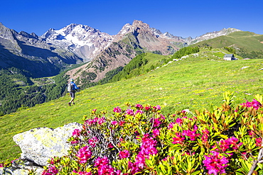 Hiker walkpast rhododendron flowers with Mount Disgrazia in the background, Scermendone, Valmasino, Valtellina, Lombardy, Italy, Europe