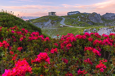 Rhododendrons at Segnes Hutte at sunrise, Unterer Segnesboden, Flims, District of Imboden, Canton of Grisons (Graubunden), Switzerland, Europe