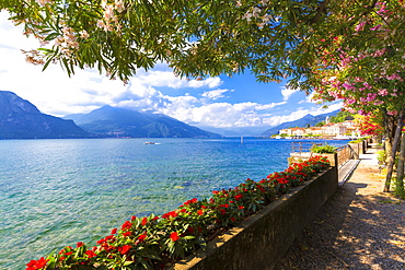 Flowers on the lake side of Bellagio, Province of Como, Lake Como, Italian Lakes, Lombardy, Italy, Europe