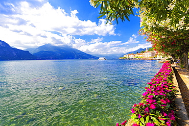 Flowers on the lakeside of Bellagio, Province of Como, Lake Como, Italian Lakes, Lombardy, Italy, Europe