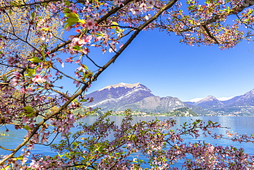 Cherry trees in flower, Lierna, Province of Lecco, Lake Como, Italian Lakes, Lombardy, Italy, Europe