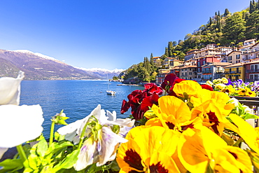 Colourful flowers by the lake, Varenna, Province of Lecco, Lake Como, Italian Lakes, Lombardy, Italy, Europe