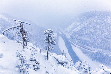 The Red Train travels in the Rhine Valley during a snowstorm, Rhein Gorge, Flims, Imboden, Graubunden, Switzerland, Europe