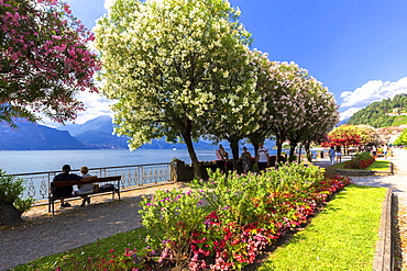 Blooms on the lake side of Bellagio, Province of Como, Lake Como, Italian Lakes, Lombardy, Italy, Europe