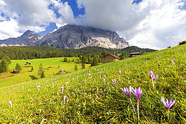 Flowering of autumnal Crocus nivea, La Valle (La Val) (Wengen), Badia Valley, South Tyrol, Dolomites, Italy, Europe