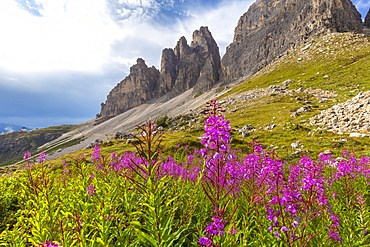 Flowering at the base of Three Peaks of Lavaredo, Dolomites of Sesto (Sexten), Province of Belluno, Veneto, Italy, Europe