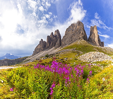 Flowers at the base of Three Peaks of Lavaredo, Dolomites of Sesto (Sexten), Province of Belluno, Veneto, Italy, Europe