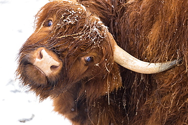 Highland cow under the snow, Valtellina, Lombardy, Italy, Europe