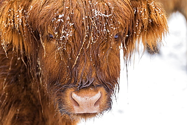 Highland cow under the snow, Valtellina, Lombardy, Italy, Europe