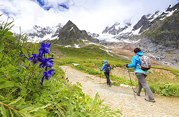 Transit of hikers with Aquilegia flowers in the foreground, Elisabetta Hut, Veny Valley, Courmayeur, Aosta Valley, Italy, Europe