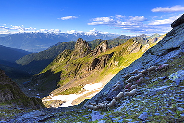 Flock of sheep at high altitude, Valgerola, Orobie Alps, Valtellina, Lombardy, Italy, Europe