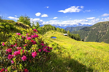 Flowering rhododendrons with a hut and a pond in the background, Valgerola, Orobie Alps, Valtellina, Lombardy, Italy, Europe