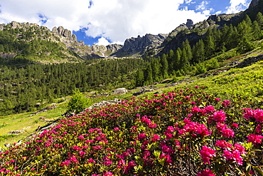 Flowering of rhododendrons in Orobie Alps, Valgerola, Orobie Alps, Valtellina, Lombardy, Italy, Europe