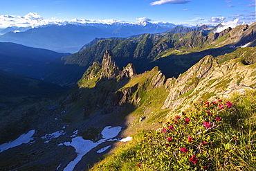 Rhododendrons flowering with Rhaetian Alps in the background, Valgerola, Orobie Alps, Valtellina, Lombardy, Italy, Europe