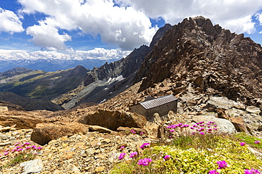 Wild flowers near the Desio hut, Valmalenco, Valtellina, Lombardy, Italy, Europe