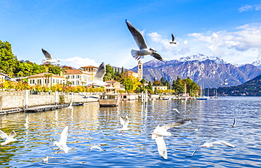 Seagulls fly over the water of the lake with the village of Tremezzo in the background, Lake Como, Lombardy, Italian Lakes, Italy, Europe