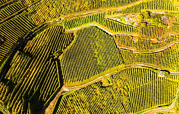 View by drone of top-down high angle view of vineyards, Valtellina, Lombardy, Italy, Europe