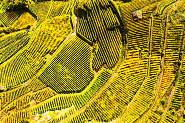 View by drone of top-down high angle view of vineyards, Valtellina, Lombardy, Italy, Europe