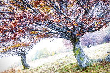 Two trees with orange leaves in the fog, Lombardy, Italy, Europe