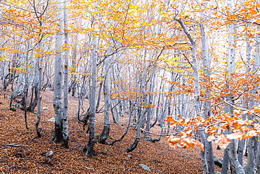 Forest in autumn, Como Lake, Lombardy, Italy, Europe