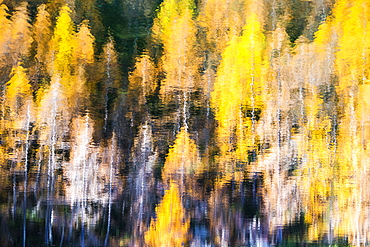 Yellow larches reflected in the water of the lake, Azzurro Lake, Valchiavenna, Valtellina, Lombardy, Italy, Europe