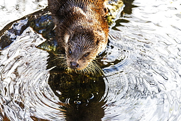 European Otter (Lutra lutra) on a pond, Tyrol, Austria, Europe