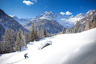 Young skier advances in the fresh snow, Chiareggio, Valmalenco, Valtellina, Lombardy, Italy, Europe