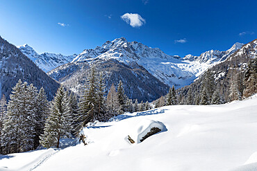 Winter landscape after snowfall with view of the group of Disgrazia, Chiareggio, Valmalenco, Valtellina, Lombardy, Italy, Europe