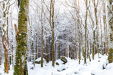 Forest of Bagni di Masino after a snowfall, Bagni di Masino, Valmasino, Valtellina, Lombardy, Italy, Europe