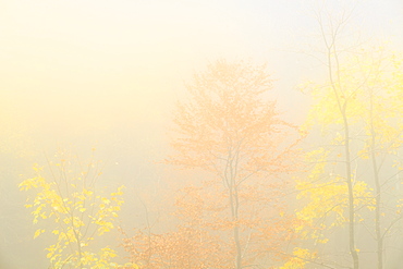 Fog in the forest of Bagni di Masino during autumn, Valmasino, Valtellina. Lombardy, Italy, Europe