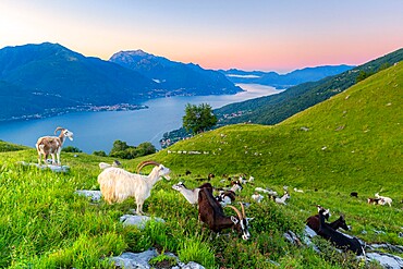 Goats at pasture eating and Lake Como at sunrise, Musso, Lake Como, Lombardy, Italian Lakes, Italy, Europe