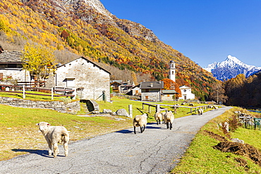 Sheep walk on the road near a mountan village, Val Bodengo, Valchiavenna, Valtellina, Lombardy, Italy, Europe