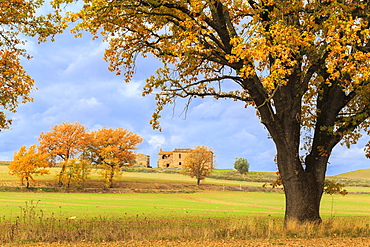 Isolated cottage in the Tuscan countryside during autumn, Asciano, Val d'Orcia, UNESCO World Heritage Site, Siena province, Tuscany, Italy, Europe