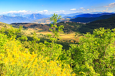 Blossoming of broom in front of the village of Castelvecchio Calvisio, Abruzzo, Italy, Europe