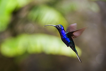 Hummingbird in the Monteverde Cloud Forest, Puntarenas Province, Costa Rica, Central America