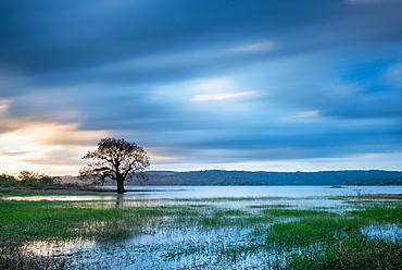 Long Exposure of a tree on a lake, Costa Rica, Central America