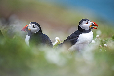 Puffins on Skomer Island, Pembrokeshire Coast National Park, Wales, United Kingdom, Europe