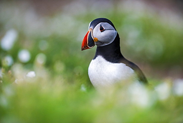 Puffin on Skomer Island, Pembrokeshire Coast National Park, Wales, United Kingdom, Europe