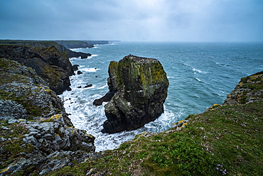 Elegug Stacks, occupied by a colony of Guillemots, Pembrokeshire Coast National Park, Wales, United Kingdom, Europe