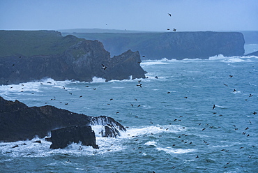 Elegug Stacks, occupied by a colony of Guillemots, Pembrokeshire Coast National Park, Wales, United Kingdom, Europe